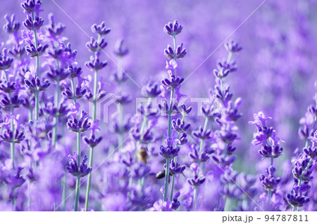 Lavender flower background with beautiful purple colors and bokeh lights. Blooming lavender in a field at sunset in Provence, France. Close up. Selective focus. Lavender flower background with beautiful purple colors and bokeh lights. Blooming lavender in a field at sunset in Provence, France. Close up. Selective focus. 94787811