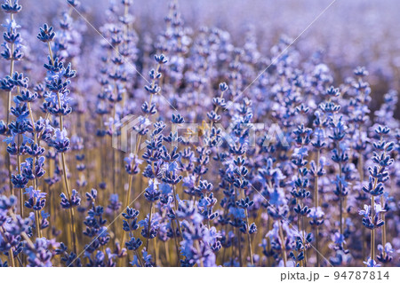 Lavender flower background with beautiful purple colors and bokeh lights. Blooming lavender in a field at sunset in Provence, France. Close up. Selective focus. Lavender flower background with beautiful purple colors and bokeh lights. Blooming lavender in a field at sunset in Provence, France. Close up. Selective focus. 94787814
