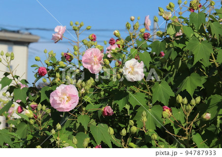 日本の秋の公園に咲く八重咲きのフヨウの花 94787933
