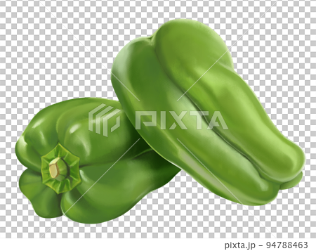 ピーマンのリアルなテイストの手描きイラスト 新鮮 美味しそう ツヤツヤ ピーマンのリアルなテイストの手描きイラスト 新鮮 美味しそう ツヤツヤ 94788463