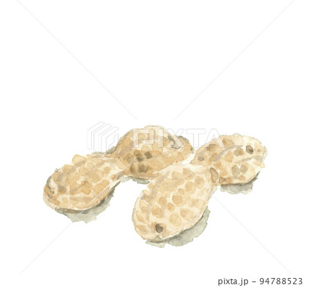 水彩で描いた落花生のイラスト 影付き 白バック 透過背景 水彩で描いた落花生のイラスト 影付き 白バック 透過背景 94788523