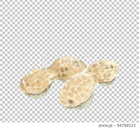 水彩で描いた落花生のイラスト 影付き 白バック 透過背景 水彩で描いた落花生のイラスト 影付き 白バック 透過背景 94788523