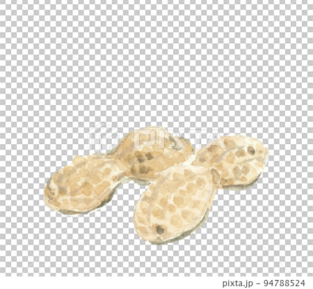水彩畫的花生插圖沒有陰影白色背面透明背景 水彩畫的花生插圖沒有陰影白色背面透明背景 94788524