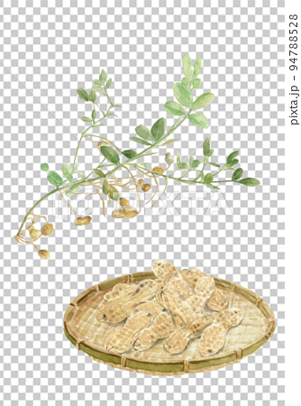 水彩で描いた掘り出しばかりの落花生とザルに盛った落花生のイラスト 94788528