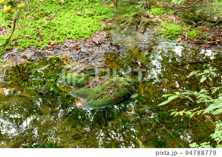 獅子ヶ鼻湿原 鳥海マリモ 秋田県 獅子ヶ鼻湿原 鳥海マリモ 秋田県 94788779