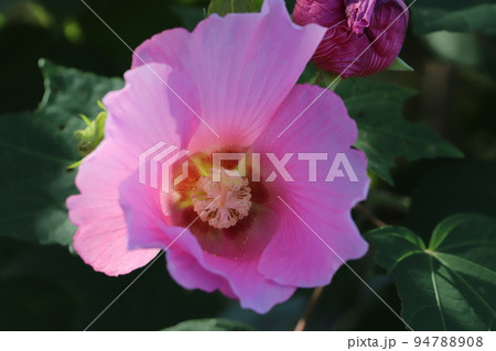 日本に秋の公園に咲くピンク色のフヨウの花 94788908