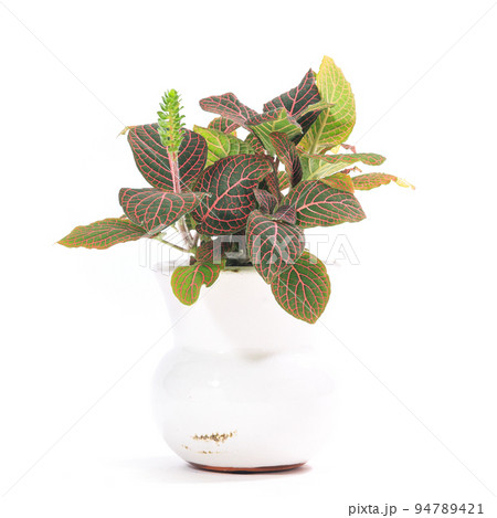 観葉植物、ベニアミメグサ（フィットニア・フェルシャフェルティー）の鉢植え【白背景】 94789421