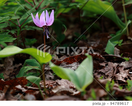 カタクリの花一輪咲く 94789617