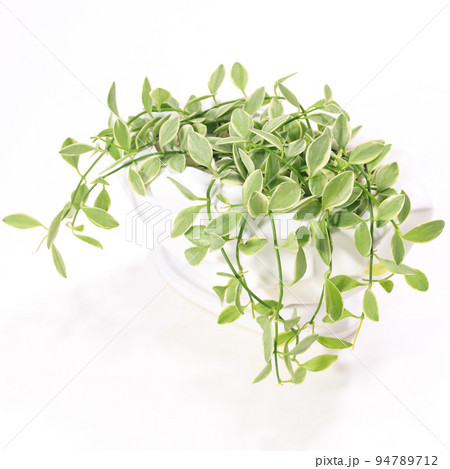観葉植物、ディスキディア・エメラルドの葉【白背景】 94789712