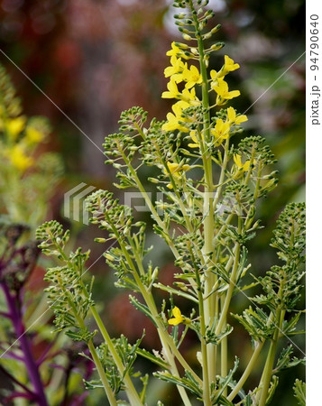 葉牡丹のとう立ち 94790640