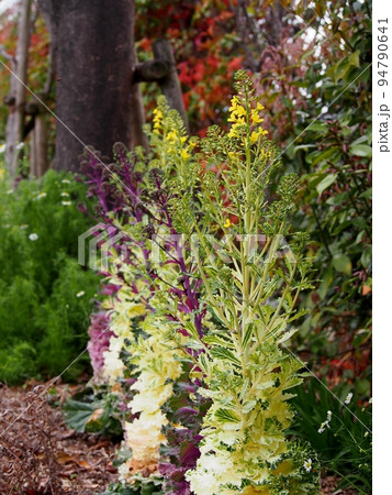 葉牡丹のとう立ち 94790641