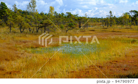 bog landscape, bog vegetation painted in autumn, small swamp lakes, islands overgrown with small bog pines, grass, moss cover the ground, Kemeri National Park, Latvia. bog landscape, bog vegetation painted in autumn, small swamp lakes, islands overgrown with small bog pines, grass, moss cover the ground, Kemeri National Park, Latvia. 94790977