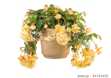 Hanging Begonias Flower Pot Isolated on White Background 94791059