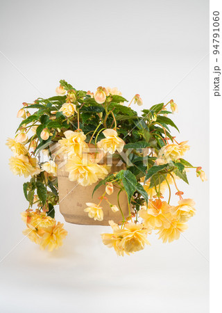 Hanging Begonias Flower Pot 94791060