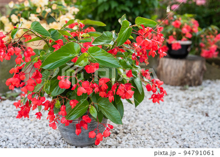 Flowerpot with blooming begonias in summer garden Flowerpot with blooming begonias in summer garden 94791061