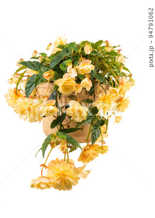 Hanging Begonias Flower Pot Isolated on White Hanging Begonias Flower Pot Isolated on White 94791062