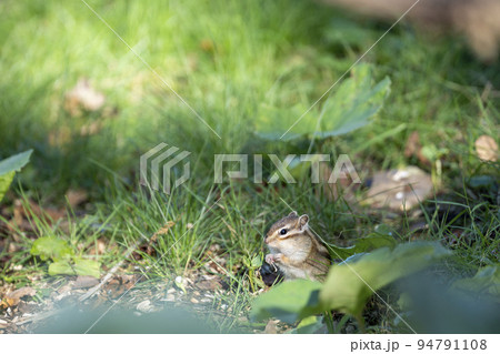 天狗山のシマリス 北海道小樽市 天狗山のシマリス 北海道小樽市 94791108