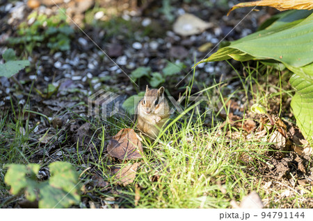 天狗山のシマリス　北海道小樽市 94791144