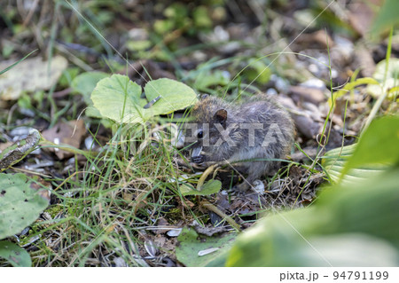天狗山のシマリスの子供 北海道小樽市 天狗山のシマリスの子供 北海道小樽市 94791199