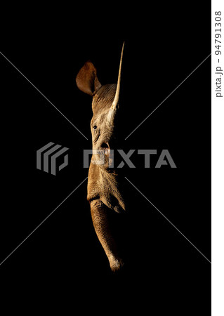 Black rhino stands side-lit staring towards camera Black rhino stands side-lit staring towards camera 94791308