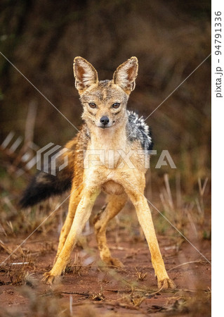 Black-backed jackal stands staring with forelegs apart Black-backed jackal stands staring with forelegs apart 94791336