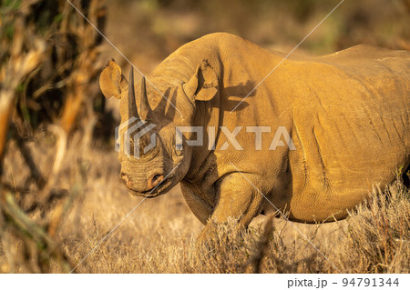 Close-up of black rhino standing lowering head Close-up of black rhino standing lowering head 94791344