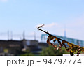 川辺のトンボ 94792774