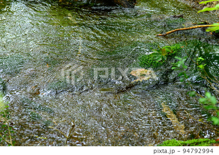 清流と鳥海マリモ　獅子ヶ鼻湿原　秋田県 94792994