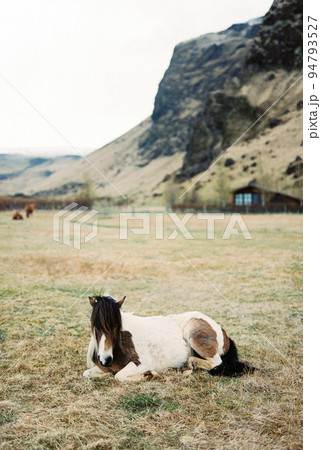 Brown and white horse lies on a green meadow at the foot of the mountains Brown and white horse lies on a green meadow at the foot of the mountains 94793527