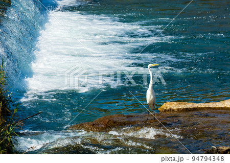 コサギ 秋の水辺 コサギ 秋の水辺 94794348