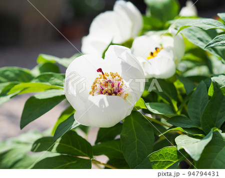 鉢植えの山芍薬 鉢植えの山芍薬 94794431