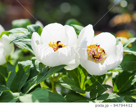 開花した鉢植えの山芍薬 開花した鉢植えの山芍薬 94794432