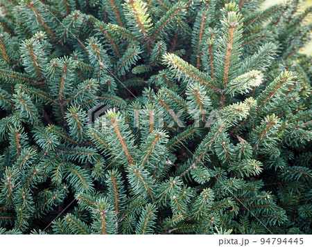ドイツトウヒ ドイツトウヒ 94794445