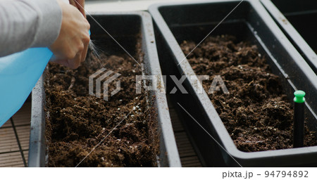 Water spray on small plant sprout in home garden Water spray on small plant sprout in home garden 94794892