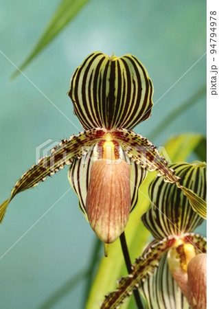 Exotic tropical orchid in botanical garden 94794978