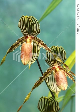 Exotic tropical orchid in botanical garden 94794979