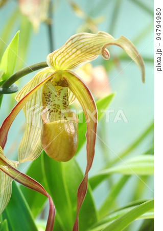 Exotic tropical orchid in botanical garden 94794980