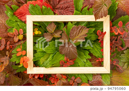 Autumn announcement. There is a frame on crimson and green autumn leaves. Space for text. Juicy leaves with dew drops. Saturated colors of autumn and summer. Background, texture 94795060