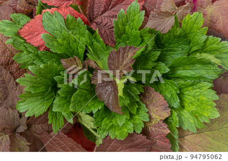 Colorful rosehip leaves in drops of rain or dew. reddened leaves from the first frost. Autumn background, texture. Close-up 94795062
