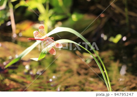 水辺の草に止まる赤とんぼ 94795247
