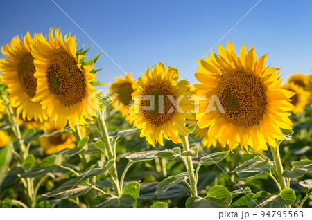 Close up sunflower in the field with blue sky. Close up sunflower in the field with blue sky. 94795563