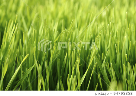 Common barley Common barley 94795858