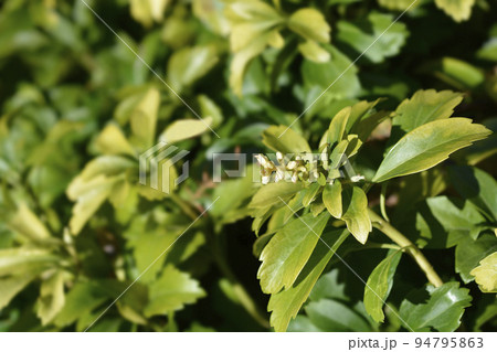 Japanese pachysandra Japanese pachysandra 94795863