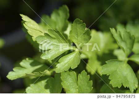 Garden parsly 94795875