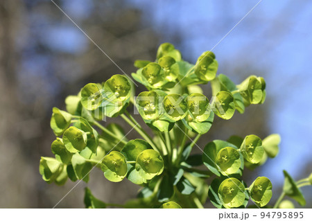 Wulfens spurge Wulfens spurge 94795895