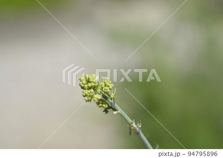 Yellow meadow rue 94795896