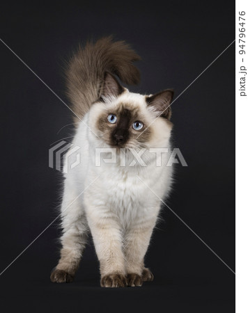 Ragdoll cat on black background 94796476