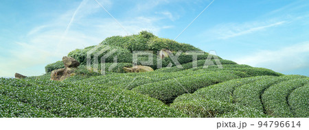 ティー 紅茶 茶 94796614