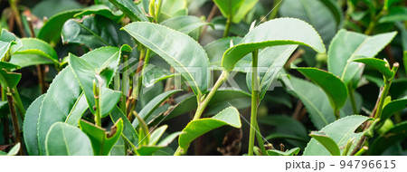 ティー 紅茶 茶 94796615