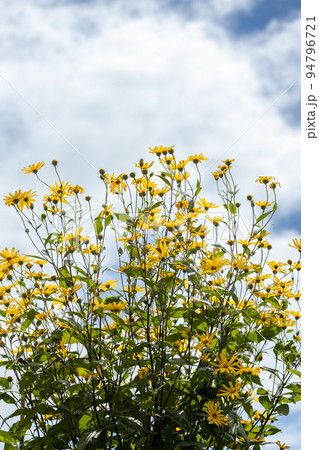夏のひまわりの黄色い花が終わり 秋は天然のインシュリンを含む青空に届きそうな菊芋の黄色い花 夏のひまわりの黄色い花が終わり 秋は天然のインシュリンを含む青空に届きそうな菊芋の黄色い花 94796721